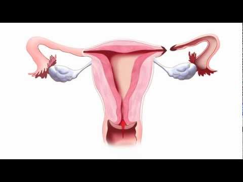 Video: Fallopian Tubes Function, Pictures & Definition - Kroppskartor