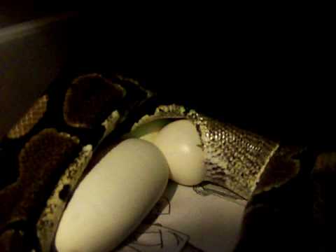 ball python laying eggs