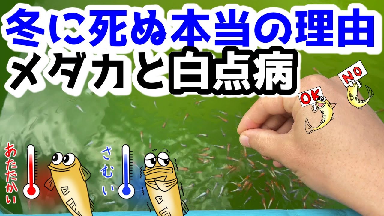 冬にメダカが死ぬ本当の理由＆メダカと白点病！副題～熱帯魚飼育にも役立つ白点虫の秘密～【媛めだか/冬越しに役立つ話と水合わせや病気の話も】
