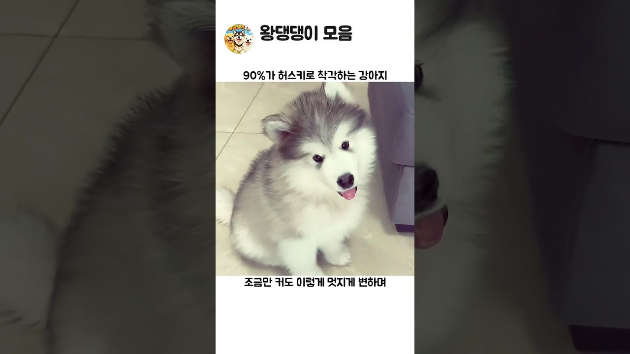 90프로가 허스키로 생각하는 강아디