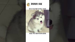 🐶 표지 3