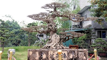 TRIỂN LÃM TRƯNG BÀY CÂY CẢNH CLB TÂY ĐÔ NĂM 2017