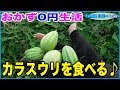 【おかず0円生活】カラスウリを食べる♪(^o^)ノ
