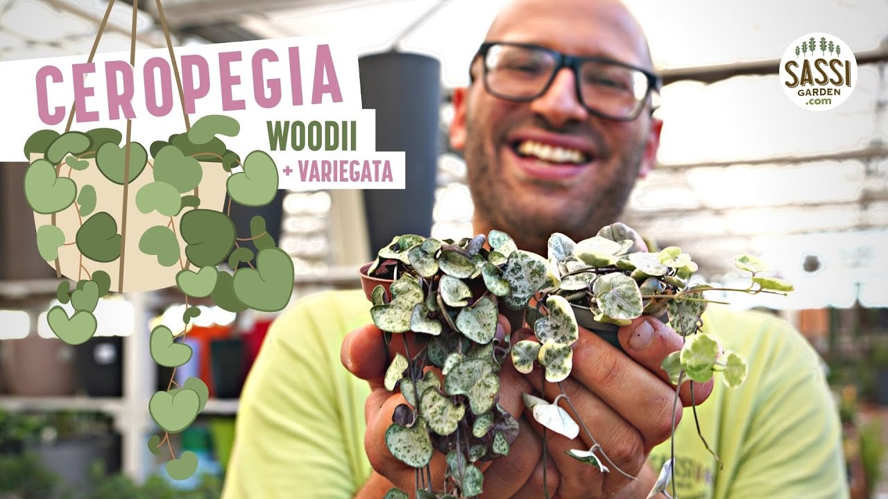Ceropegia woodii Wholesale Nursery - Nurseries in Melbourne, Sydney & Brisbane P