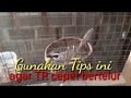 Tips Jitu Supaya Trucukan Cepat Bertelur Dijamin Ampuh Buktikan Mp3 - Mp4 Download