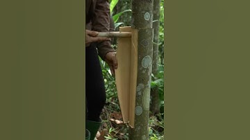 Single mother harvesting cinnamon trees #singlemom #lytieuthuy #dailylife