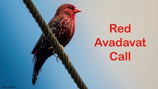 Red avadavat call | Bird Calls | Birds of Goa | Western Ghat Birds | Goa