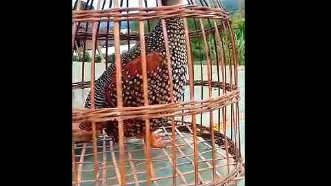 Giộng chim đa đa chuẩn làm mồi ăn bổi 💯 & noog pib qas qas qua zoo kho siab kaws nawv