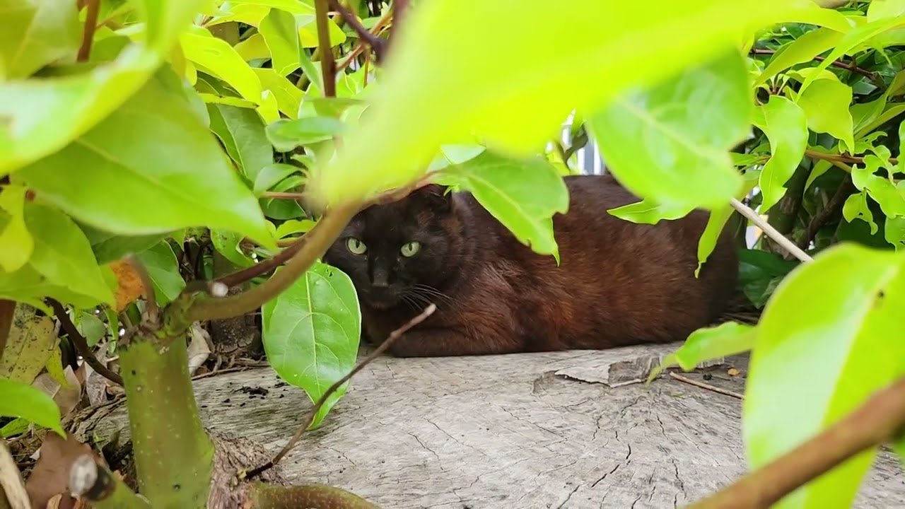 2025 05 16 さくら猫・地域猫⑦ ララちゃん、ボス - YouTube