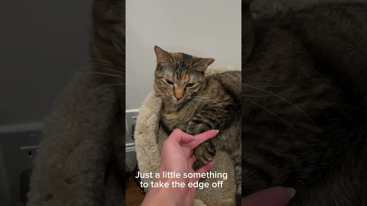 Grad school survival kit: laptop, coffee, and a cat. 