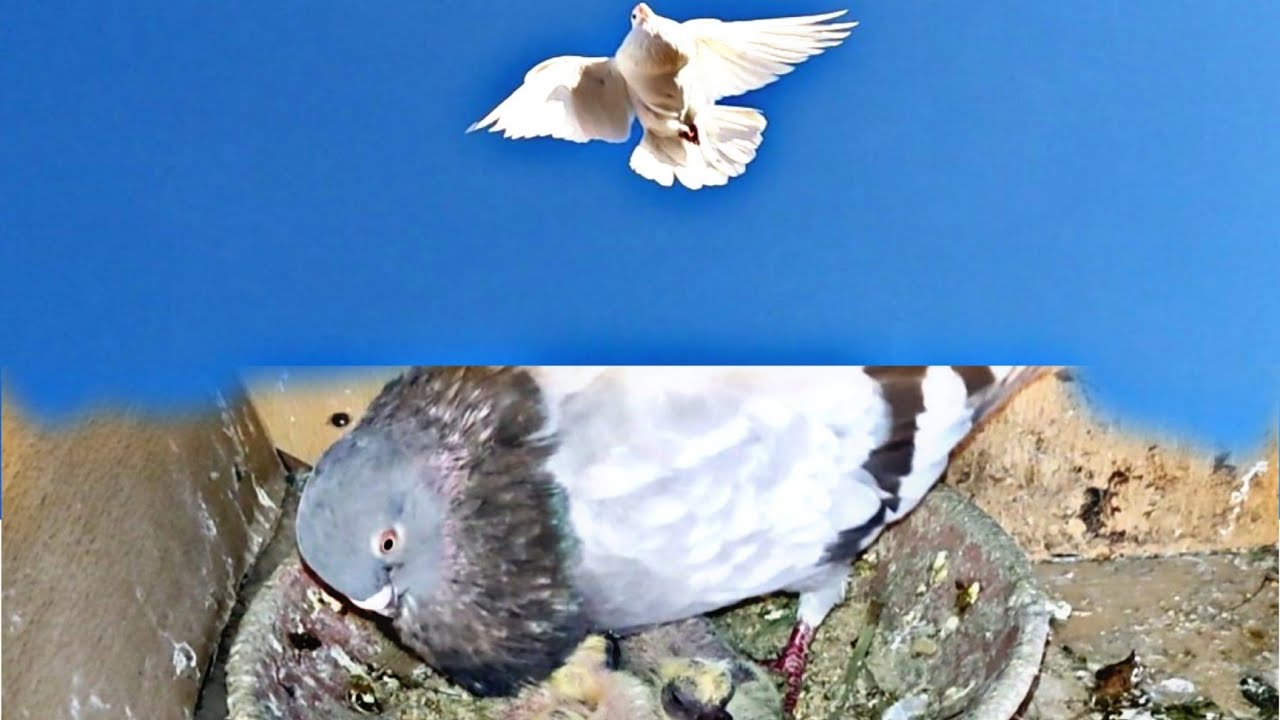 الجديد عوتاني 🤩 فراخات النحاسية 🌟 🤎