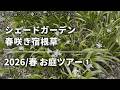 《お庭ツアー2026／春①》シェードガーデン／見頃を迎えたの春の宿根草／美しい宿根草の芽吹き／草マルチ・雑草と共生する庭