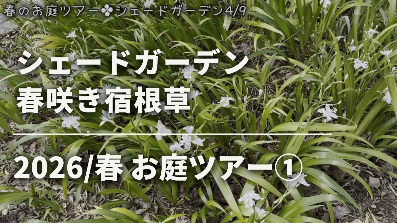 《お庭ツアー2026／春①》シェードガーデン／見頃を迎えたの春の宿根草／美しい宿根草の芽吹き／草マルチ・雑草と共生する庭