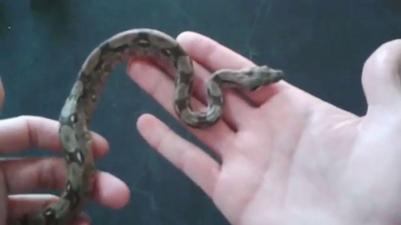 UNBOXING, BOA CONSTRICTOR IMPERATOR MEXICANA