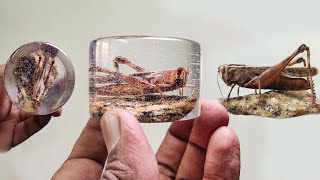 Real Grasshopper in Resin | Resin Art | Grasshopper in Epoxy Resin | locust | Diy Resin