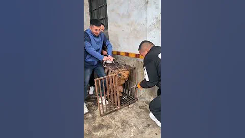 All puppies fear injections. #puppy #funny #dog #animals #cute #injection #fyp#shorts