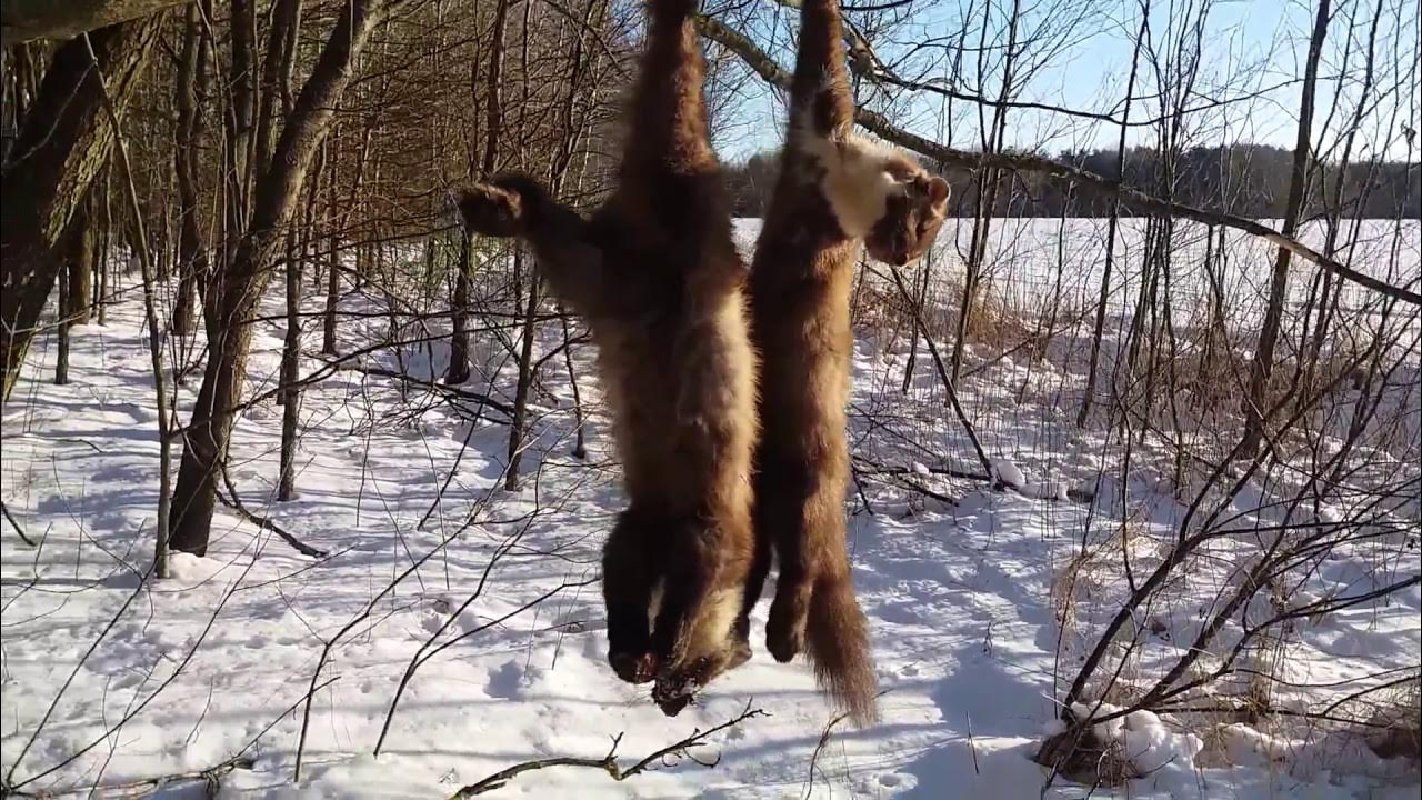 Чиркин охота на куницу. Охота на соболя капканами 2020 2021. Охота слайками на куницу. Охота с лайкой на куницу 2024 2025года. Охота с лайкой на куницу 2024 2025года.