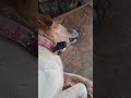 Último vídeo do Rei, ainda vivo