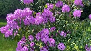 The pro-gardener's secret to pruning rhododendron and getting a glorious bush #gardeningtips