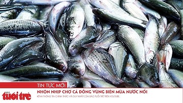 Nhộn nhịp chợ cá đồng vùng biên mùa nước nổi