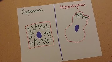 The Epithelial-Mesenchymal Transition and Metastasis - Science Ambassador Scholarship