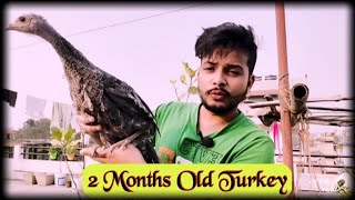 My Turkeys Growth (2 Months 10 Days) | Proper Feed | Grow Turkeys Faster | Sandeep Roy Mandal