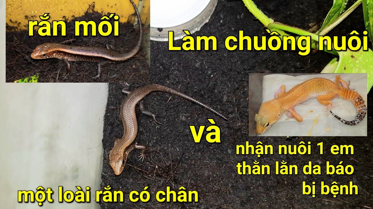 Làm chuồng nuôi con rắn mối một loài rắn có 4 chân và nhận chăm một em ...