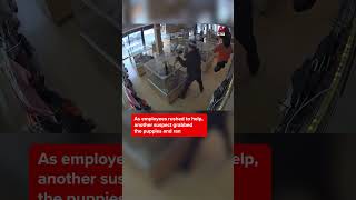 Thief fakes seizure to steal puppies from Colorado pet store