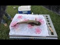 How to fillet a catfish, The mess of success