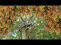 Climb High To Harvest Lots Of Lychees, Use 3-Wheeled Truck Transport Many Lychees Go To Market Sell