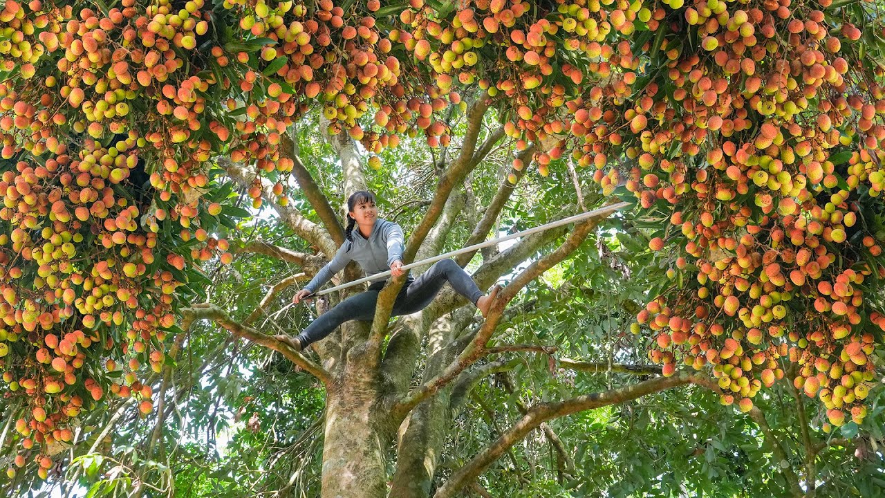 Climb High To Harvest Lots Of Lychees, Use 3-Wheeled Truck Transport Many Lychees Go To Market Sell