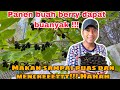 PANEN BUAH BERRY DI PINGGIR JALAN !! MATANG2 GAK ADA YANG AMBIL !!!