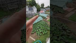 Sarah's Giants Part 19: More bones, kitty update, birds eye view of the patch, squash bugs