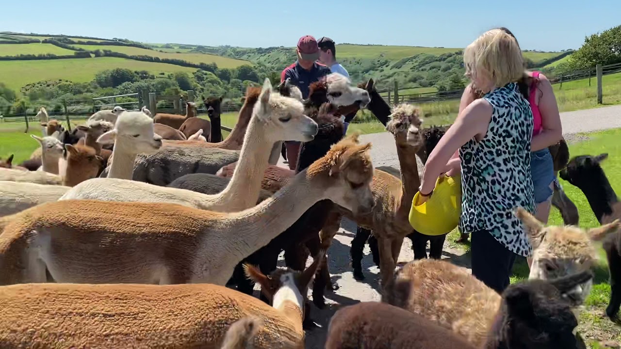 Getting a phd in Alpaca behaviour