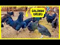 Criao de aves exticas  pavo  faiso  perdiz  angola e perus quintadocoutorv   gutejando