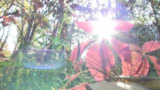 60 Seconds of Nature - Pokagon State Park