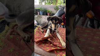 Huge maggot wound in his leg #youtube #adoptstrays
