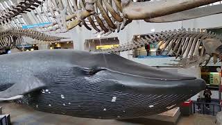 The Blue Whale of the Natural History Museum: The Largest Animal That Ever Lived