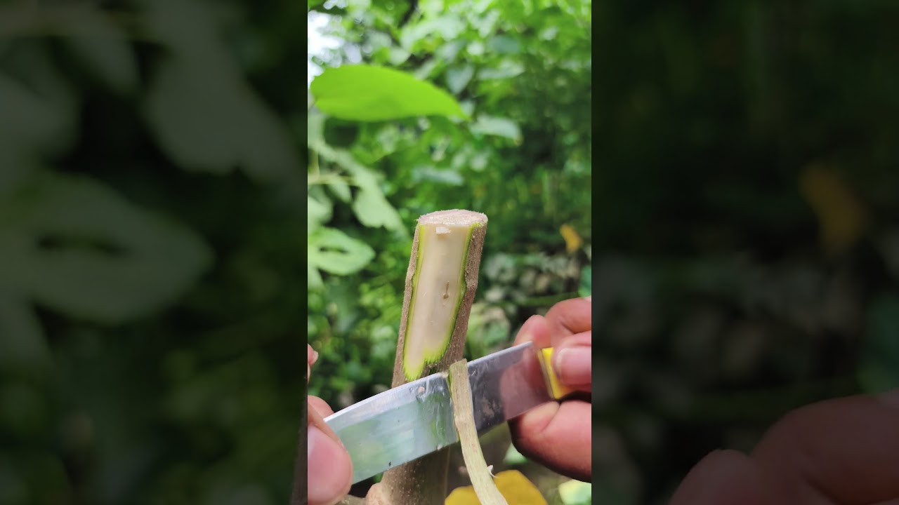 Rules for cutting Episode 