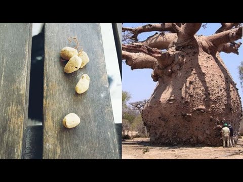 Видео: Выращивание деревьев гамбо-лимбо: что такое дерево гамбо-лимбо