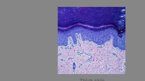 Integumentary Lab Video Orientation