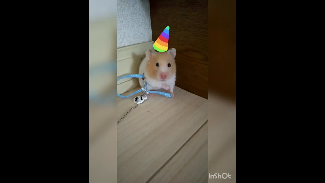 Hamster jelly in a harness YouTube
