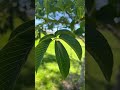 California buckeye (aesculus californica)