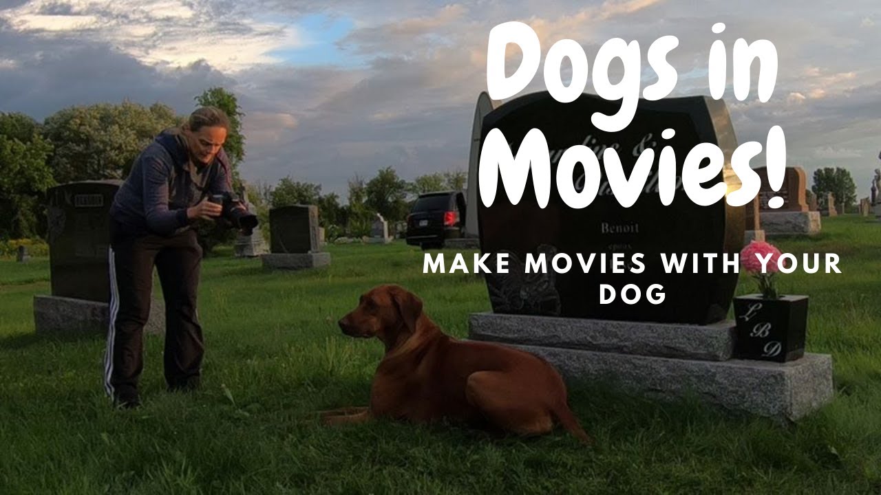 Dogs in Movies Week 5 YouTube