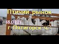 Голуби Птичий рынок г Пятигорск-ч2 Pigeons Bird market Pyatigorsk-ch2