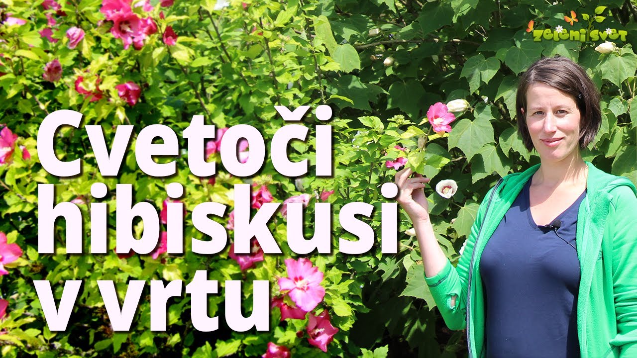 Cvetoči hibiskusi v vrtu