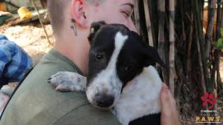 The Rescue P.A.W.S. Volunteer Experience