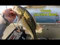 Chunky Spotted Bass RIPS Drag!!