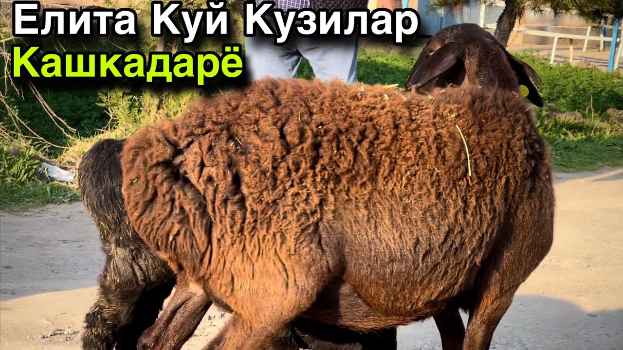 Тозасидан Олинг! ☎️+998 94 331 3338