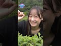 原來烏龍茶、紅茶、綠茶居然是這樣分出來的？！🍵😲✨女孩們也學得很認真耶~#Fighting時間시간 #啦啦隊 #實境秀 #文慧真 #柔一 #千紘 #採茶體驗 #茶農 #茶葉冷知識 #職人應援